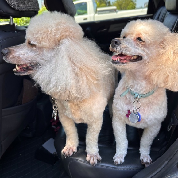 Meet your Posher, Laura - Picture 12 of 12